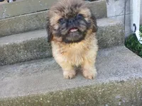 Connie, a female Shih Tzu for sale in Wartrace, TN – 1 of 5