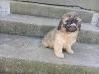 Connie, a female Shih Tzu for sale in Wartrace, TN – 5 of 5