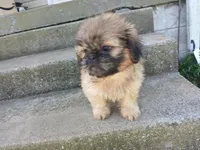 Connie, a female Shih Tzu for sale in Wartrace, TN – 2 of 5