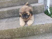Connie, a female Shih Tzu for sale in Wartrace, TN – 4 of 5