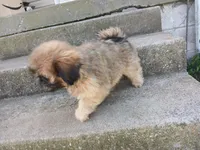 Connie, a female Shih Tzu for sale in Wartrace, TN – 3 of 5