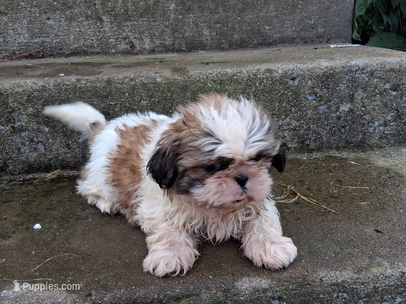 Skeeter – Shih Tzu puppy for sale in Wartrace, TN