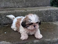 Skeeter, a male Shih Tzu for sale in Wartrace, TN – 1 of 6