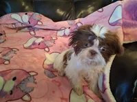 Daisy , a female Shih Tzu for sale in Wartrace, TN – 3 of 4