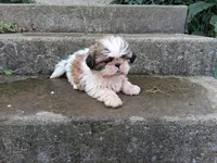 Skeeter, a male Shih Tzu for sale in Wartrace, TN – 4 of 6