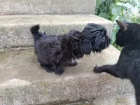 Ebony , a male Shih Tzu for sale in Wartrace, TN – 5 of 6
