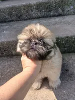 Leo, a male Shih Tzu for sale in Wartrace, TN – 3 of 6