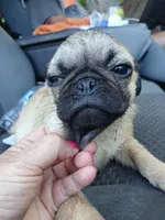 Marshall, a male Pug for sale in Wartrace, TN – 7 of 9