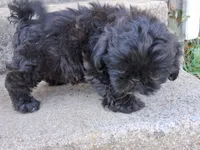 Goblin, a male Shih Tzu for sale in Wartrace, TN – 3 of 4