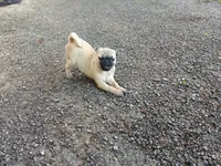 Marshall, a male Pug for sale in Wartrace, TN – 3 of 9