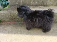 Onyx, a female Shih Tzu for sale in Wartrace, TN – 2 of 7