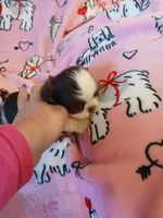 Cupid, a male Shih Tzu for sale in Wartrace, TN – Photo 5 of 5