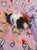 Cupid, a male Shih Tzu for sale in Wartrace, TN – Photo 2 of 5