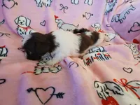 Cupid, a male Shih Tzu for sale in Wartrace, TN – Photo 4 of 5