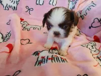 Cupid, a male Shih Tzu for sale in Wartrace, TN – Photo 1 of 5