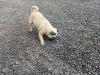 Marshall, a male Pug for sale in Wartrace, TN – 4 of 9