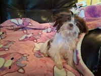Daisy , a female Shih Tzu for sale in Wartrace, TN – 4 of 4
