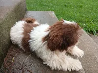 Kisses, a female Shih Tzu for sale in Wartrace, TN – 3 of 8