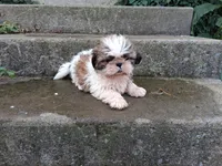 Skeeter, a male Shih Tzu for sale in Wartrace, TN – 6 of 6