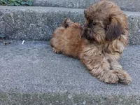 Toffee , a female Shih Tzu for sale in Wartrace, TN – 2 of 6