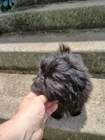 Onyx, a female Shih Tzu for sale in Wartrace, TN – 4 of 7