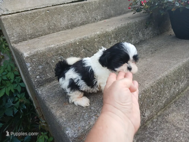 Panda Bear – Shih Tzu puppy for sale in Wartrace, TN