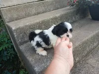 Panda Bear, a male Shih Tzu for sale in Wartrace, TN – 1 of 6