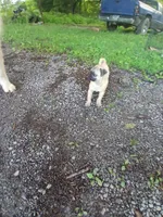 Marshall, a male Pug for sale in Wartrace, TN – 6 of 9