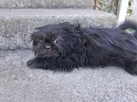 Milo, a male Pug and Shih Tzu for sale in Wartrace, TN – 4 of 4
