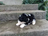 Oreo, a male Shih Tzu for sale in Wartrace, TN – 2 of 5