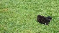 Midnight, a male Shih Tzu for sale in Wartrace, TN – 4 of 5