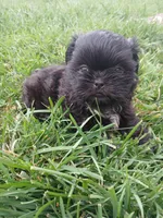 Midnight, a male Shih Tzu for sale in Wartrace, TN – Photo 4 of 6