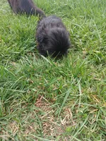 Midnight, a male Shih Tzu for sale in Wartrace, TN – Photo 6 of 6