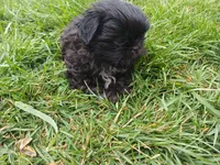 Midnight, a male Shih Tzu for sale in Wartrace, TN – Photo 5 of 6