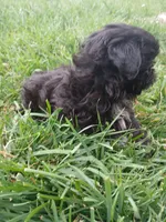 Midnight, a male Shih Tzu for sale in Wartrace, TN – Photo 2 of 6