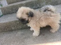 Leo, a male Shih Tzu for sale in Wartrace, TN – 2 of 6