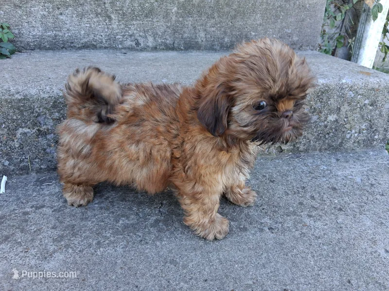 Toffee  – Shih Tzu puppy for sale in Wartrace, TN