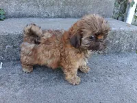 Toffee , a female Shih Tzu for sale in Wartrace, TN – 1 of 6