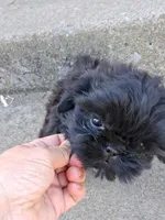 Goblin, a male Shih Tzu for sale in Wartrace, TN – 2 of 4
