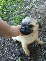 Marshall, a male Pug for sale in Wartrace, TN – 8 of 9