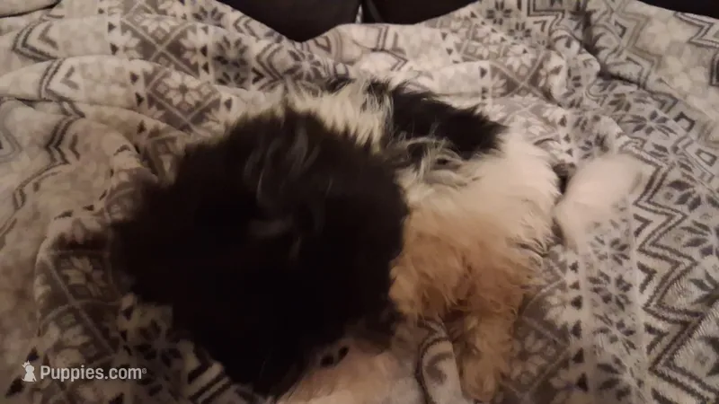 Claire – Shih Tzu puppy for sale in Wartrace, TN