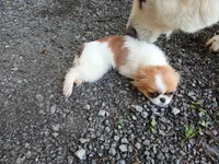 Angel, a female Pug and Shih Tzu for sale in Wartrace, TN – 2 of 2