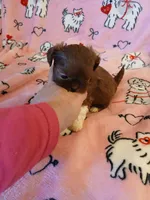 Hershey, a female Shih Tzu for sale in Wartrace, TN – Photo 5 of 5