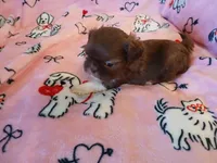 Hershey, a female Shih Tzu for sale in Wartrace, TN – Photo 4 of 5