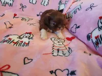 Hershey, a female Shih Tzu for sale in Wartrace, TN – Photo 1 of 5