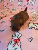 Hershey, a female Shih Tzu for sale in Wartrace, TN – Photo 3 of 5