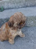 Toffee , a female Shih Tzu for sale in Wartrace, TN – 4 of 6