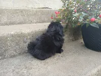Onyx, a female Shih Tzu for sale in Wartrace, TN – 4 of 4