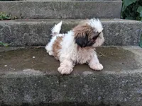 Skeeter, a male Shih Tzu for sale in Wartrace, TN – 2 of 6