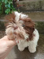 Kisses, a female Shih Tzu for sale in Wartrace, TN – 6 of 8